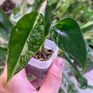 알로카시아 심포 바리에가타