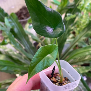 무바 심포바리 알로카시아