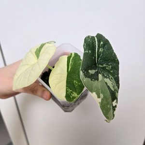 알로카시아 멜로 바리