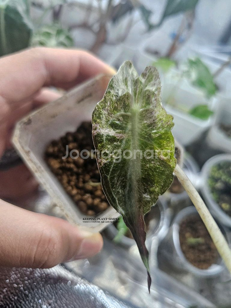 알로카시아 베놈 핑크바리에가타--0