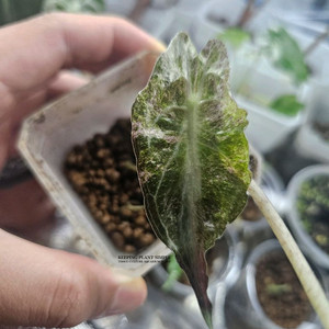 알로카시아 베놈 핑크바리에가타