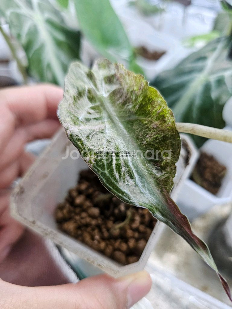 알로카시아 베놈 핑크바리에가타--1