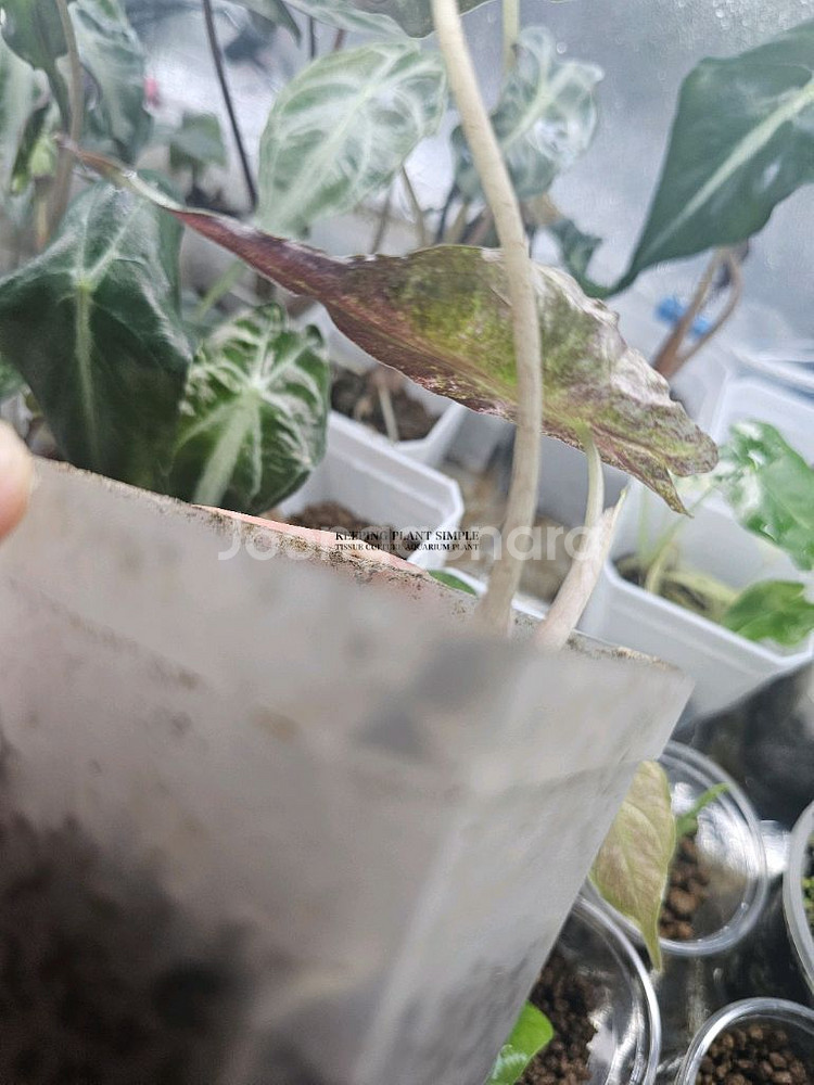 알로카시아 베놈 핑크바리에가타--3