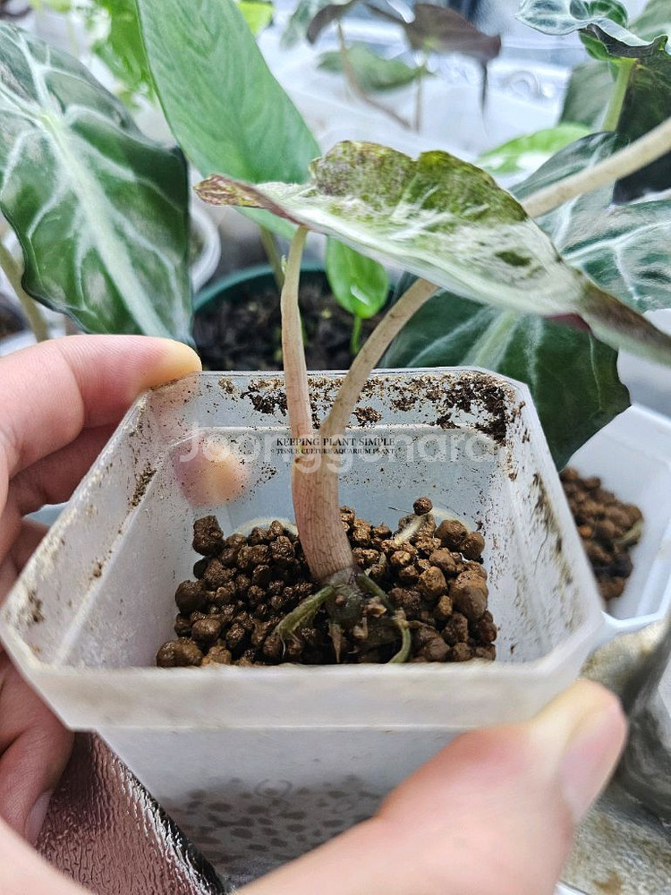 알로카시아 베놈 핑크바리에가타--2