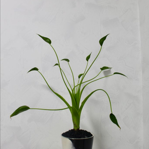 알로카시아 쿠쿨라타 그로브팟 유약