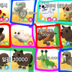 입양하세요 네온날타앵무새 급처.