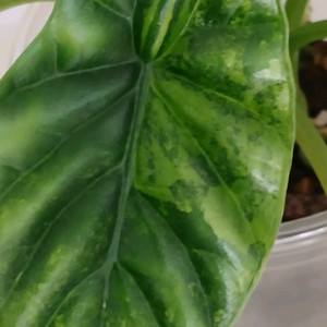 알로카시아 시누아타 옐로우 바리에가타