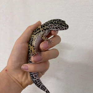 레오파드게코