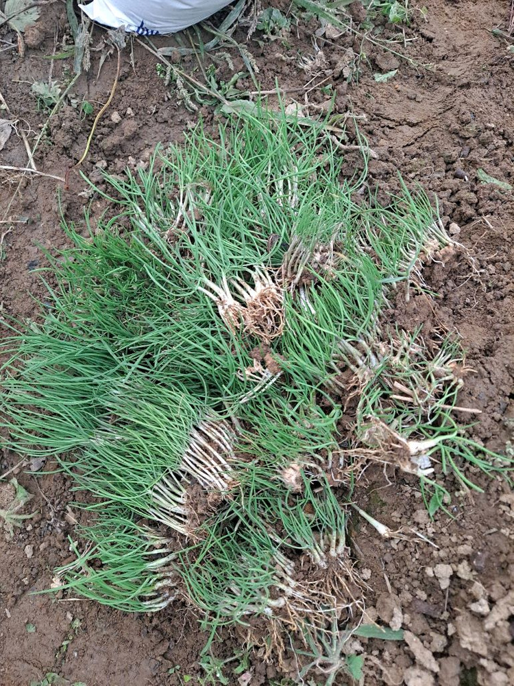 영양부추 모종 이미지