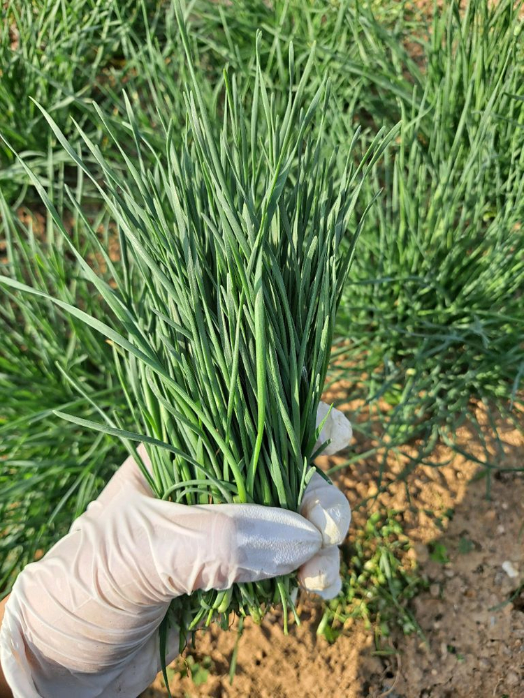 영양부추 모종 이미지