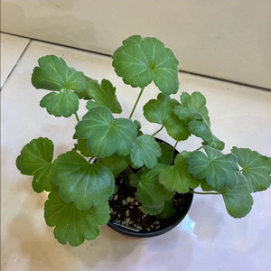 Ug다이아몬드 플레이셔 제라늄