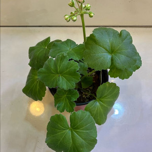 u폴로네즈 제라늄
