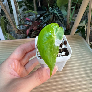 알로카시아 롱기로바 바리에가타