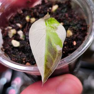 (무천이!) 알로카시아 레갈쉴즈 화이트(알보)