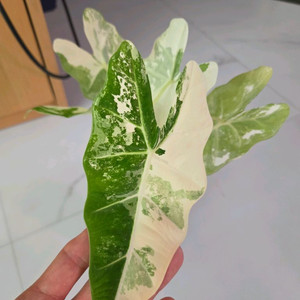 알로카시아 무늬프라이덱 무늬극상