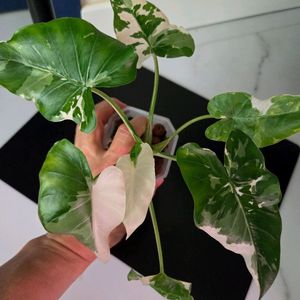 알로카시아 오키나와실버