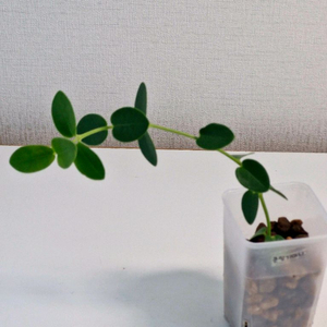 호야 쿤밍기아나
