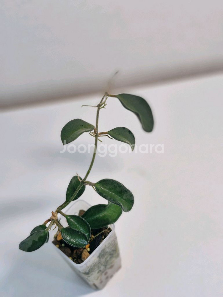 호야 부토니에 aff 필리핀--4