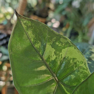 알로카시아 유카탄프린세스 바리에가타