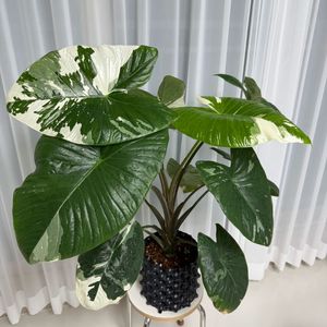 알로카시아 포니카타