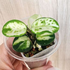 호야 마틸드 바리에가타