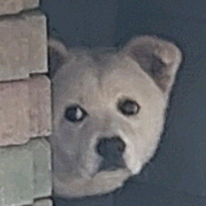 무서류 오토바이 사요 125 ㅃㄹㅃㄹ