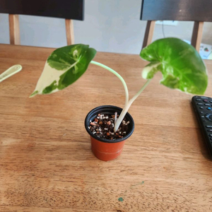 알로카시아 마크로지나 바리에가타