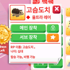 입양하세요 FR도치(고슴도치)