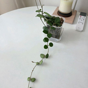 호야 마틸드 스플래쉬