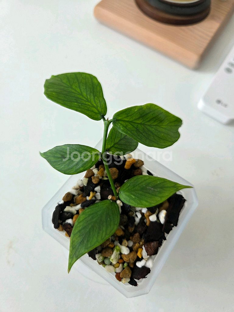 호야 폴리네우라 그린--0