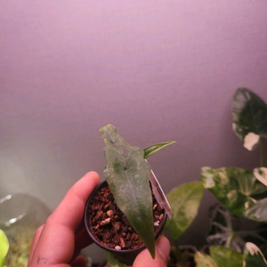 알로카시아 잭클린 네로우폼