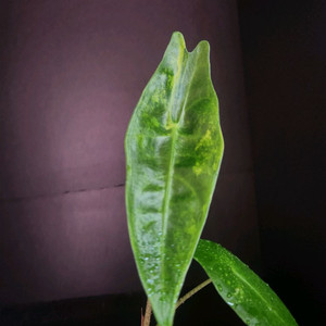 알로카시아 롱기로바 바리에가타