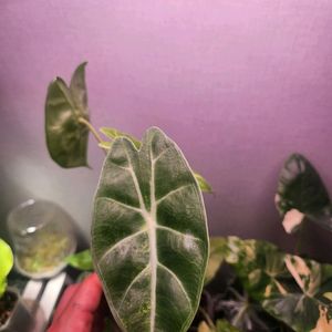 알로카시아 왓소니아글로시 바리에가타