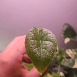 알로카시아 멜로