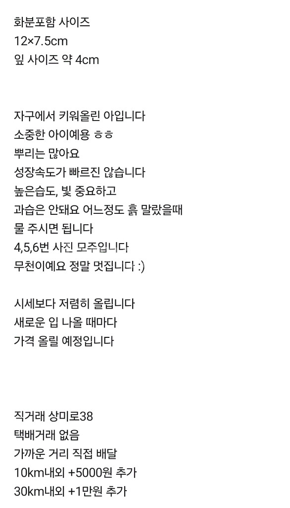 안스리움 클라리네비움 바리에가타--5