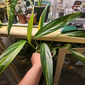 에피프레넘 엠플리시멈 바리에가타(알로카시아 안스리움x)