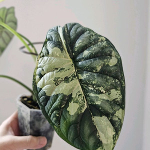 알로카시아 드래곤스케일 바리에가타