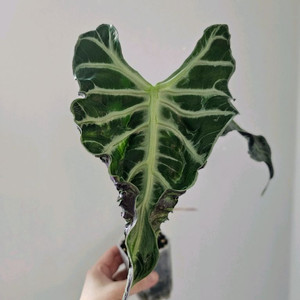 프릴알로카시아 풀실버