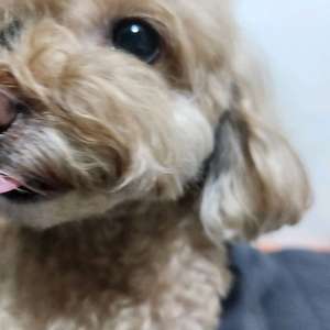 맥도날드 불고기버거세트 2개