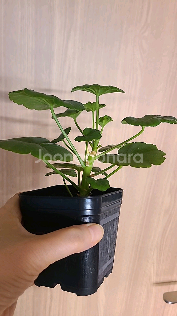 제라늄 송향기--2