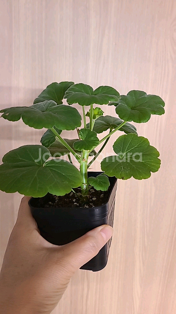 제라늄 송향기--0