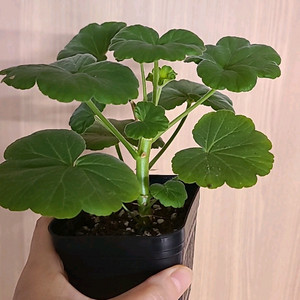 제라늄 송향기