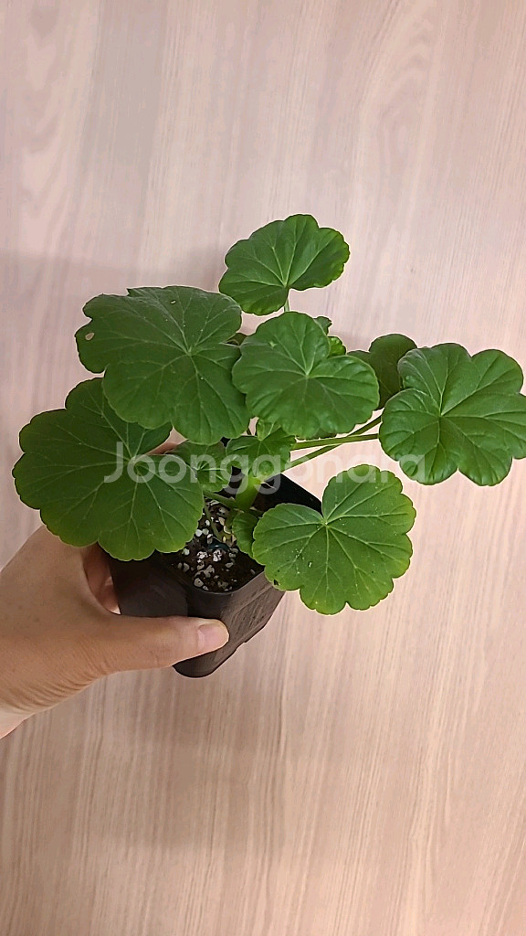 제라늄 송향기--1