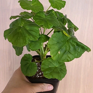 제라늄 좋을꽃비