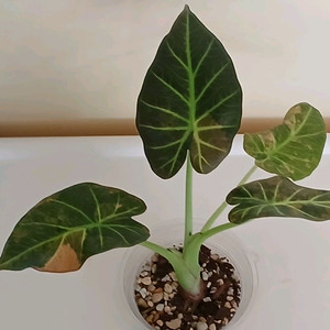 알로카시아 레갈쉴드 옐로우 바리에가타