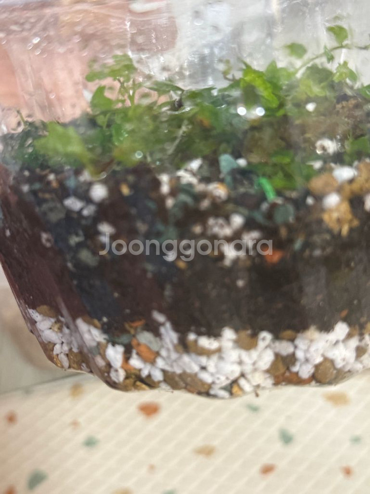 제주애기모람,디시스코레아디스컬러--2