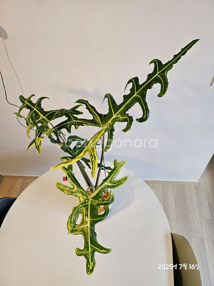 알로카시아 포르테이 옐로우바리에가타--3