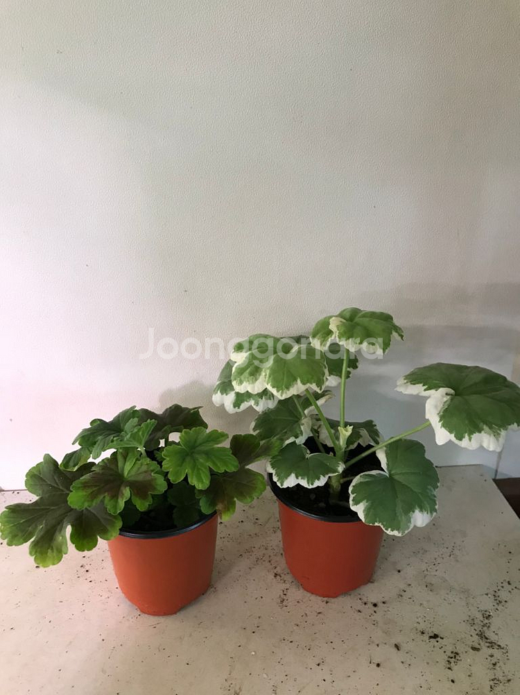 오덴시외 메이드인스웨덴 퍼트리실버웨딩 유럽제라늄--1