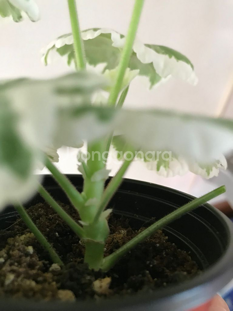 오덴시외 메이드인스웨덴 퍼트리실버웨딩 유럽제라늄--4