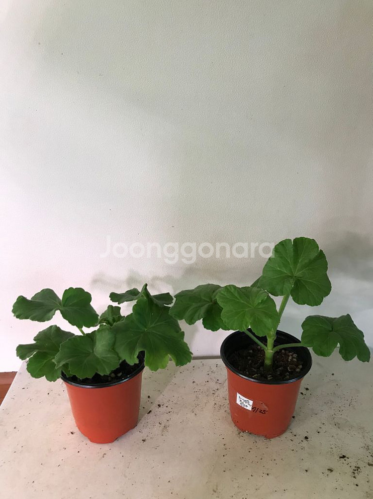 꾸비돈 송겨울 러시아 제라늄--0